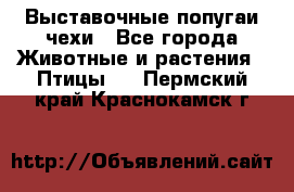 Выставочные попугаи чехи - Все города Животные и растения » Птицы   . Пермский край,Краснокамск г.